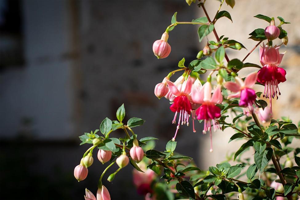 Bed and Breakfast Confidences Escale A Brissac Exterior foto